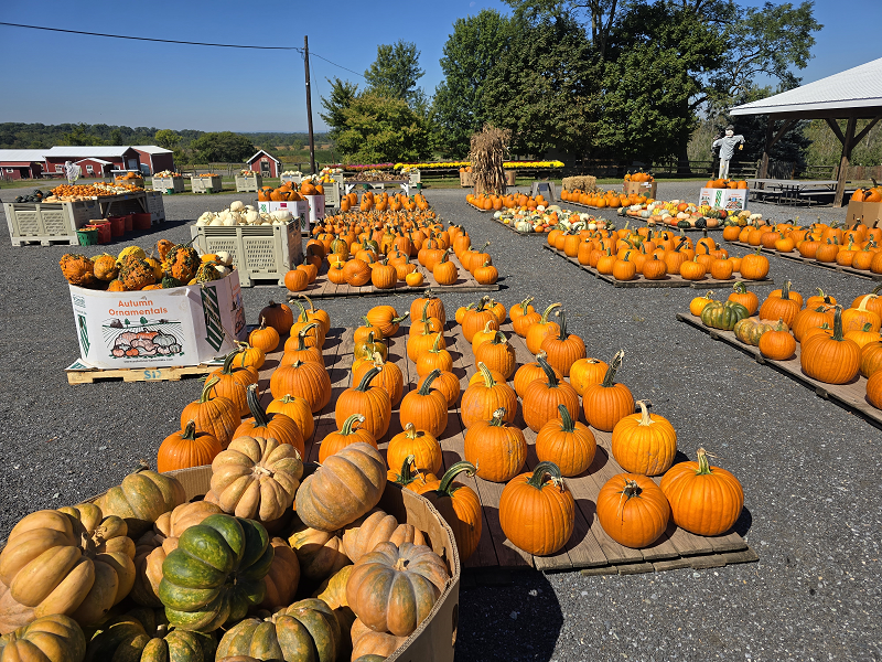 pumpkin display